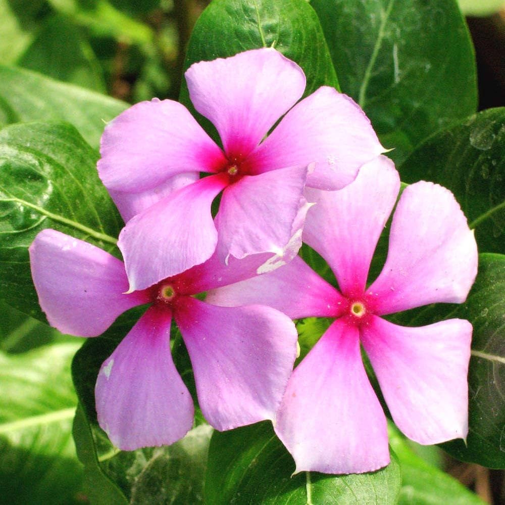 Catharanthus (Catharanthus scientific name) for planting in garden